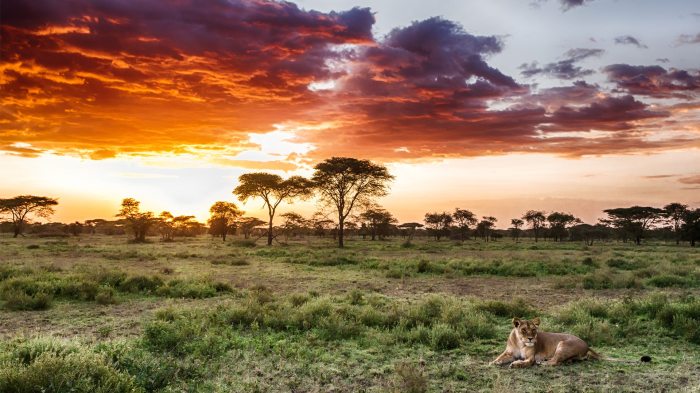 Mengeksplorasi Serengeti untuk kemenangan besar di Nature's Bounty