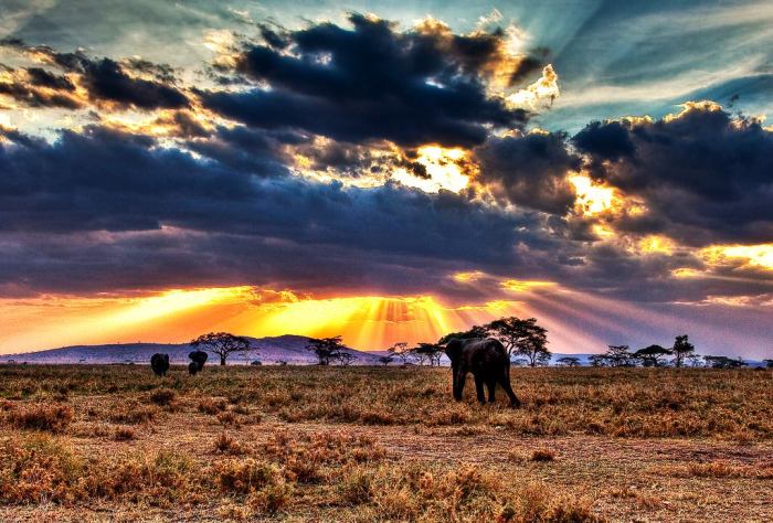 Meraih keberuntungan di alam liar Serengeti Fortune